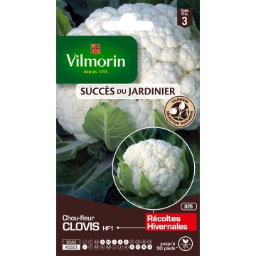 Cauliflower Clovis F1 - Vilmorin Seeds