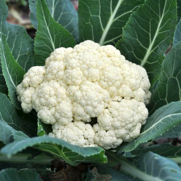 Cauliflower Clovis F1 - Vilmorin Seeds