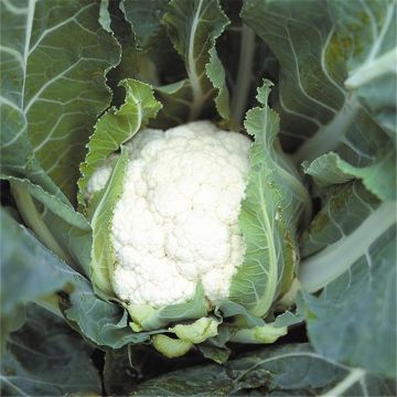 Cauliflower Autumn Giant Primus (untreated) - Brassica oleracea