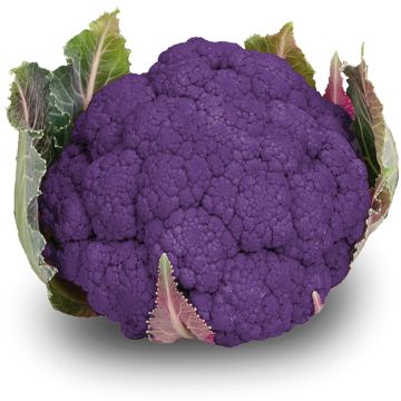 Cauliflower Graffiti F1 (purple)