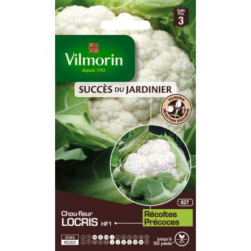 Cauliflower Locris F1 - Vilmorin Seeds