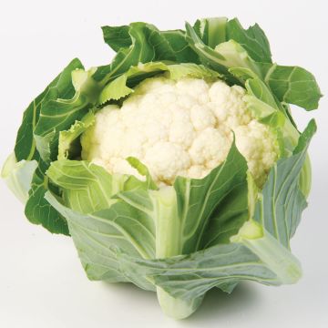 Cauliflower White Step F1
