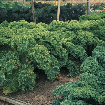 Kale Dwarf Green Curled - Brassica oleracea acephala