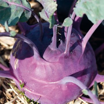 Kohlrabi Azur Star (purple) - Brassica oleracea gongylodes