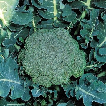 Broccoli Marathon F1 Plants - Brassica oleracea italica