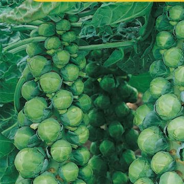 Brussels Sprout Jade Cross F1 - Brassica oleracea gemmifera