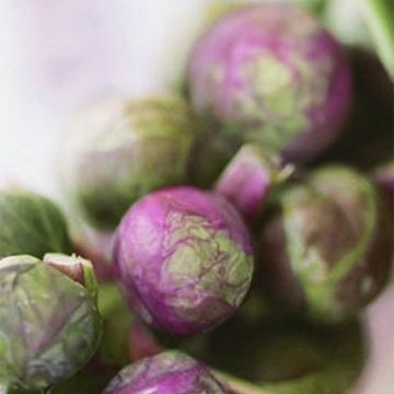 Brussels Sprout Red Bull - Brassica oleracea gemmifera