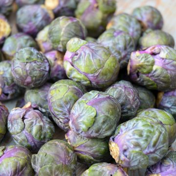 Brussels sprouts Red Rubine - Ferme de Sainte Marthe Seeds