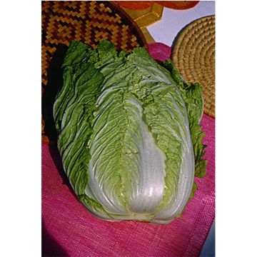 Napa Cabbage - Pe-Tsai