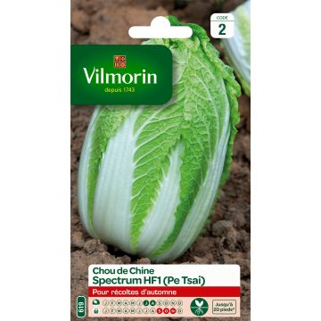 Napa Cabbage Spectrum F1 - Vilmorin Seeds