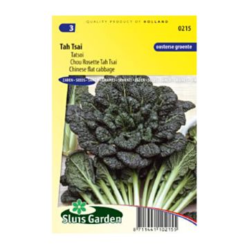 Chinese Cabbage Tah Tsai - Brassica napa narinosa