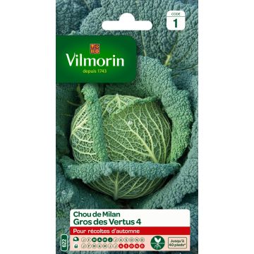 Savoy Cabbage Vertus - Vilmorin Seeds