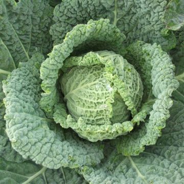 Cabbage Taler F1 - Brassica oleracea