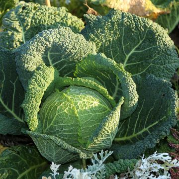 Savoy Cabbage Winter King 2