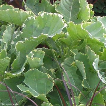 Ornamental cabbage Popof Variegata - Brassica oleracea