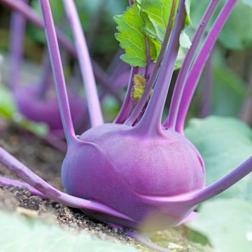 Kohlrabi Purple Vienna organic seeds