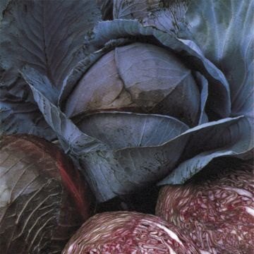 Red Cabbage Marner Frührot - Brassica oleracea capitata