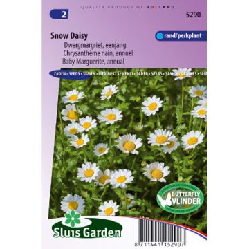 Daisy Marguerite Snow Daisy Seeds - Chrysanthemum paludosum