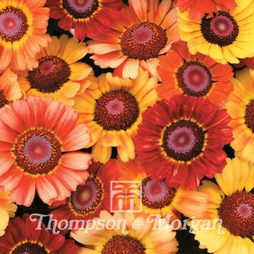 Chrysanthemum carinatum - Painted Daisy Sunset Seeds