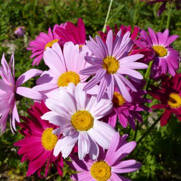 Pyrèthre Robinson's Giants en mélange - Chrysanthemum coccineum