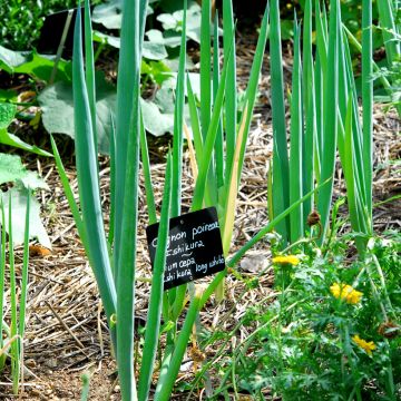 Scallion Ishikura Long White