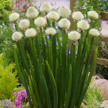 Allium fistulosum - Welsh onion