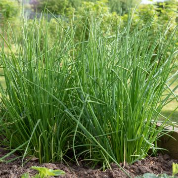 Organic Polyvit F1 Chives - Allium schoenoprasum