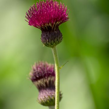 Cirsium rivulare Atropurpureum - Cirse des rives 