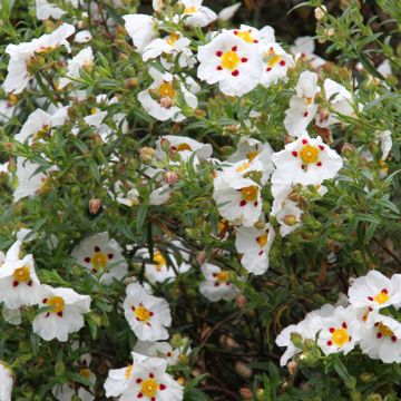 Cistus x dansereaui Jenkyn Place - Rock rose