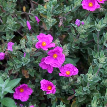 Cistus pulverulentus - Rockrose