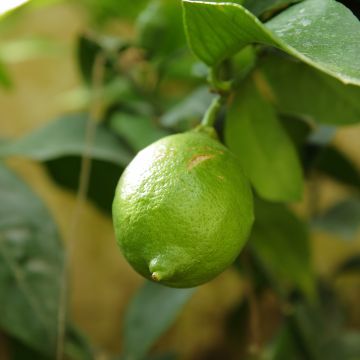 Citron vert - Lime - Citrus aurantifolia