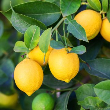 Four Seasons Lemon Tree - Citrus limon