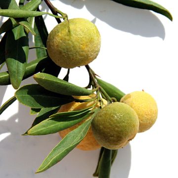 Citrus glauca - Desert lime