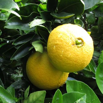Citrus sinensis 'Washington Navel'