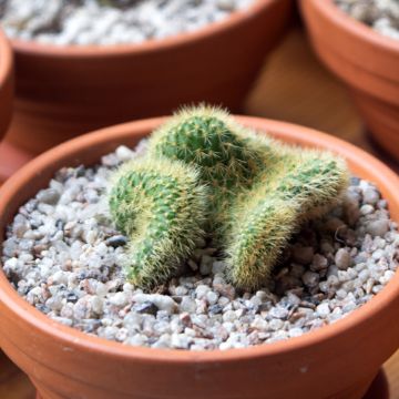 Cleistocactus winteri f. cristata - Golden rat tail cactus