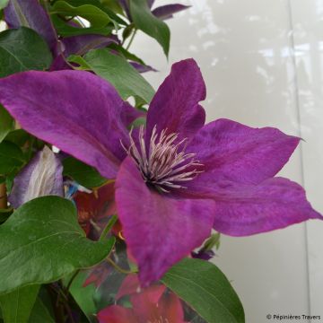 Clematis Picardy