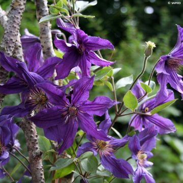Clematis integrifolia 'Saphyra Violetta' - Clematis