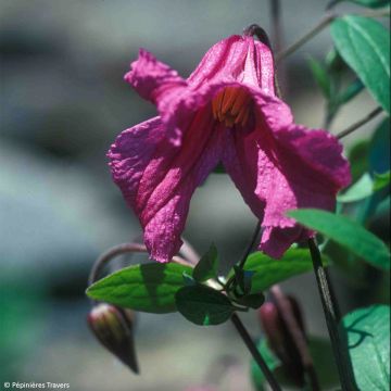 Clematis Savannah
