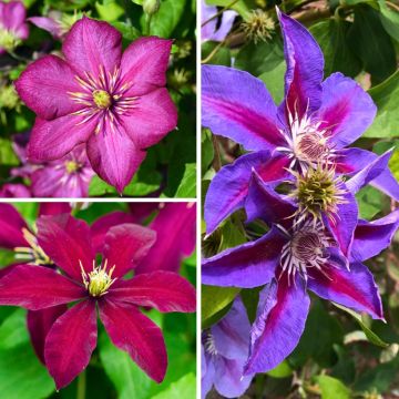 Clematis Three Sisters trio