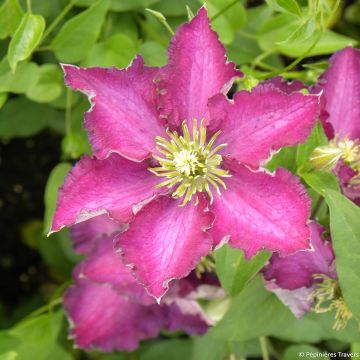 Clematis Whoopi