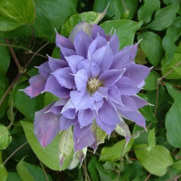 Clematis patens Yvette Houry