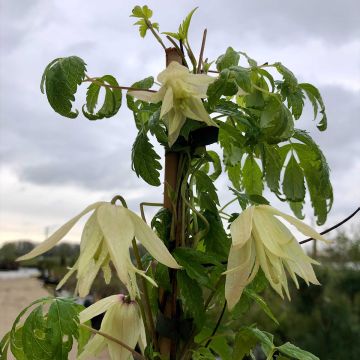 Clematis atragene alpina Plena