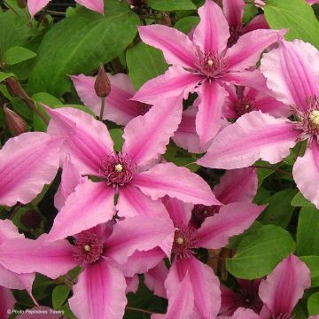 Clematis Saphyra Double Rose