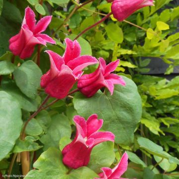 Clematis texensis Queen Maxima - Scarlet Leather Flower
