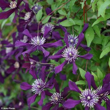 Clematis x viticella Panther