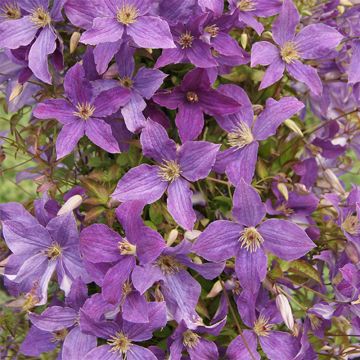 Clematis viticella Sunny Sky