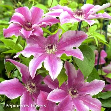 Clematis  Carnaby