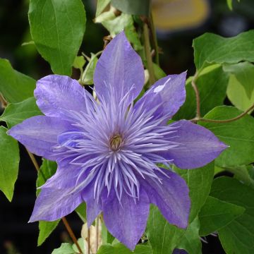 Clematis patens Crystal Fountain