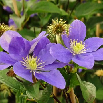 Clematis patens Fujimusume