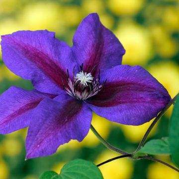 Clematis Mrs N. Thompson